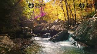 Full WOMB HEALING MEDITATION FOR EMOTIONAL RELEASE⋆.˚🦋༘⋆ Update