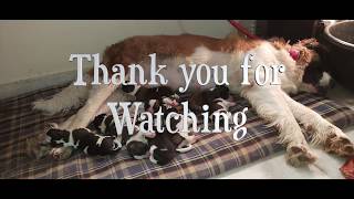 Saint Bernard Female Giving Birth to Puppies screenshot 3