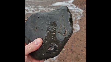 could there be multiple Ammonites?#shorts #whitby #norfolkfossilhunter #beaches @fossilfox