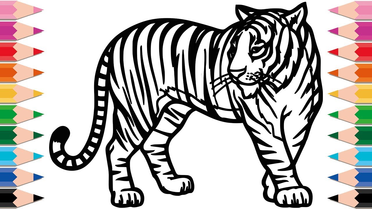 How to Draw Tiger Coloring Pages for Kids Drawing and