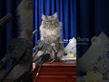 A cat holding a press conference after knocking over a vase, pretending to be innocent.