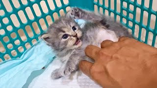 Tiny Kitten angry when I give belly rubs and attack hand by SnikoPaws - Funny Kittens 3,080 views 11 months ago 2 minutes, 13 seconds