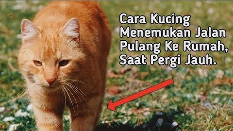 Kenapa Kucing Bisa Kembali Setelah Dibuang