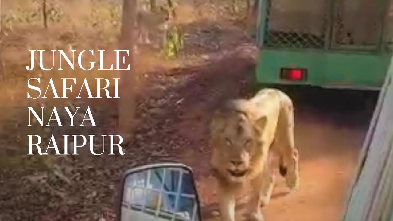 जंगल सफारी I Jungle Safari I Naya Raipur I Chhattisgarh I India I YouTube