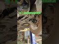دوزان سنتافي