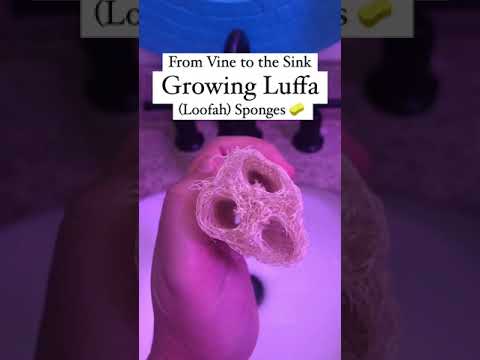 ვიდეო: ლუფას მცენარეების მორთვა - როგორ დავჭრათ ლუფას ვაზი