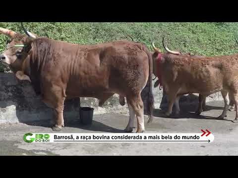 BARROSÃ, CONHEÇA O BOI MAIS BELO DO MUNDO