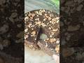 No Maida &amp; sugar cake|Extremely delicious cake at home now|Follow for more recipes|#youtube#like