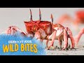 Crabs can lay one hundred thousand eggs at a time  wild bites  bbc earth kids