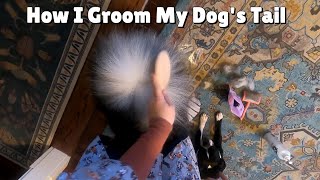 How I Groom My Dog's Curly And Fluffy Tail!