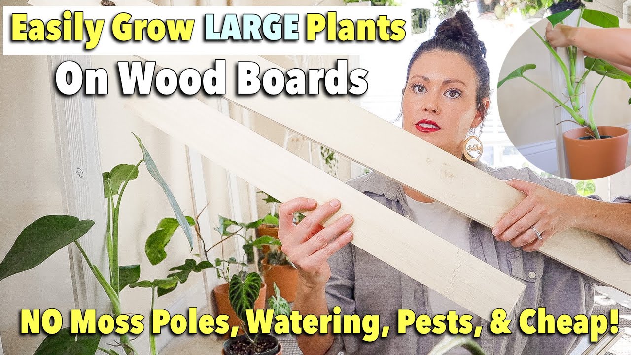 Easy! How To Grow Large Plants & Huge Leaves on Wood Boards NOT Moss Poles - No Watering & Pests!