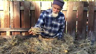Teasel Root with Michael Pilarski 