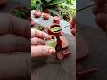 how to make kachi juice || mini cooking shorts ASMR shorts @TheTinyFoods @TiniMiniCooking