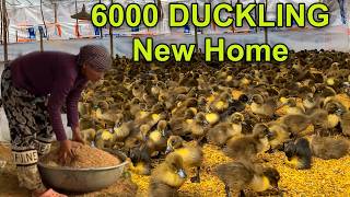 Celebrity 6000 Babies Duck First Day Home | Raising Ducks For Beginner. Wealth