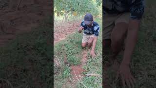 It turns out that this animal often makes holes in the ground #shortsvideo #nature #animalshorts