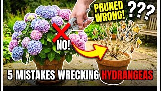 Stop Ruining Your HYDRANGEAS! 5Planting Mistakes to Avoid!