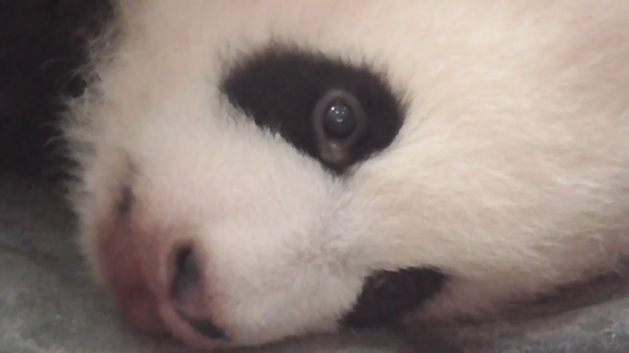 赤ちゃんパンダお目目キラキラ なんてかわいいのでしょう Youtube