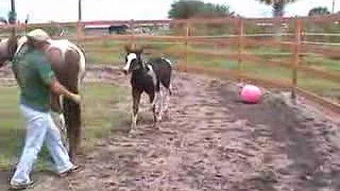Sonny playing with a ball - Chief's first foal