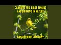 Canary Birds Chirping And Squawking Canary Birds Chirping And Squawking