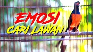 Kretekan pedas murai batu untuk pancingan murai batu yang malas bunyi