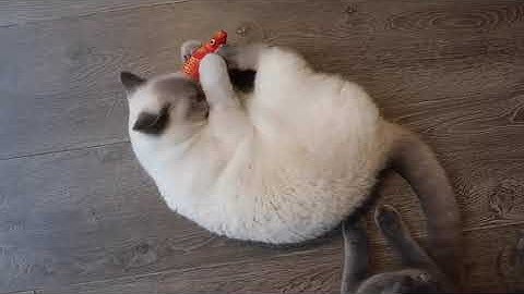 Creative catnip fish toy.