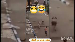 شاهد خروف  يهرب من صاحبه