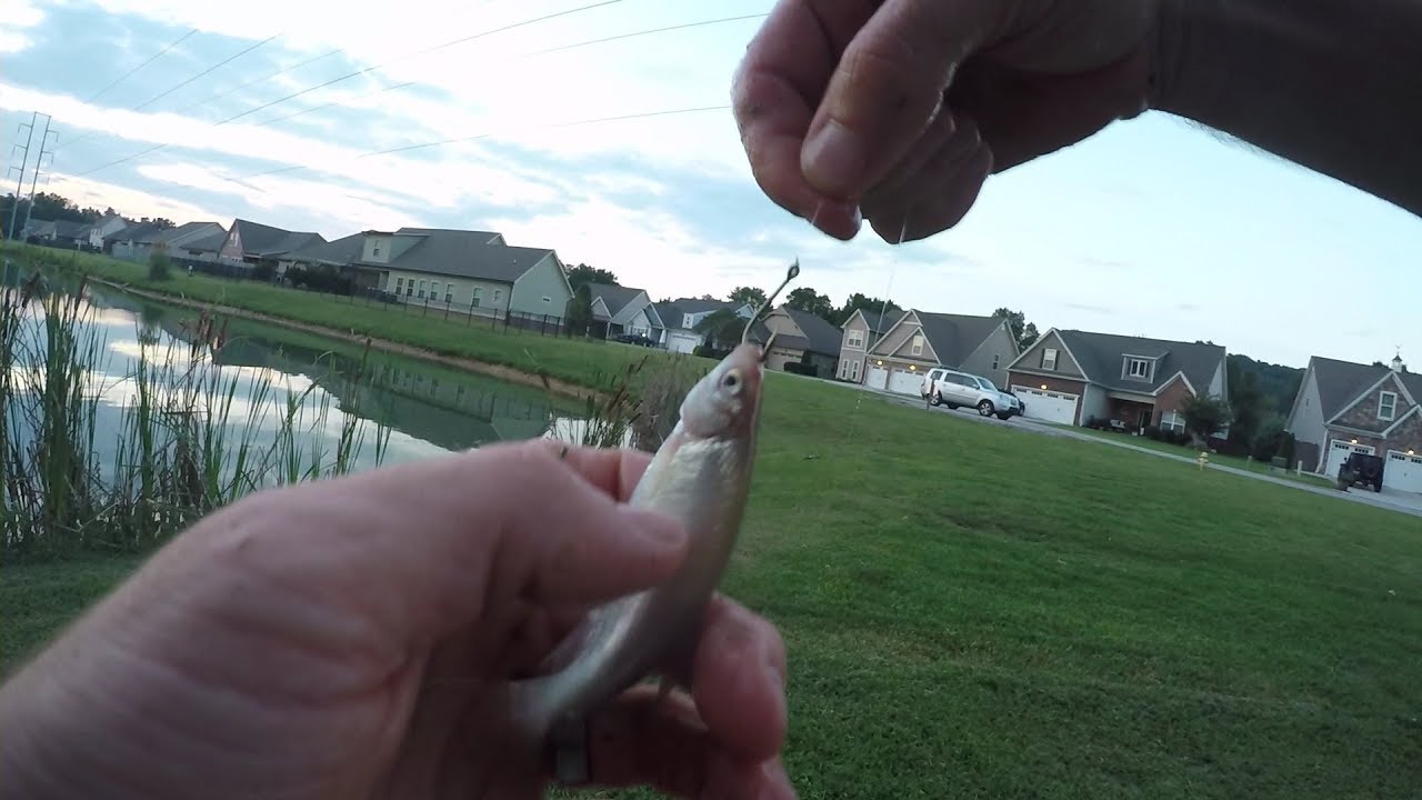 FreeLining Live Shiners To Catch Bass In A Pond YouTube