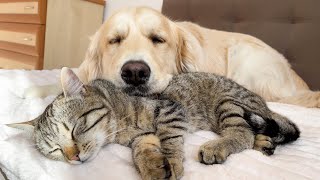 Adorable Golden Retriever Uses Cat as a Pillow for Sweet Sleep by Buddy 25,003 views 1 month ago 1 minute, 41 seconds