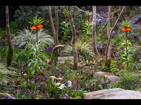 Video: Oranje bloemen: bloeiperiode, geur, foto, verzorgingskenmerken