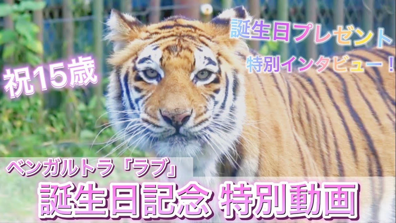 那須サファリパーク】ベンガルトラ「ラブ」誕生日記念！特別動画