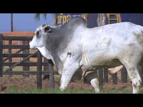 43º Mega Leilão Carpa Touros | LOTE 59 - 8444