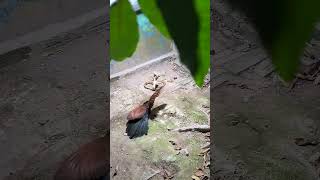 Brutal Greater Coucal Killsnake