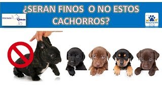 ¿COMO SABER SI UN PERRITO ES FINO ( ORIGINAL)?