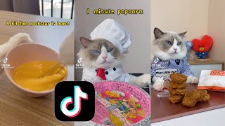 Gatito haciendo comida en Tiktok | Video Montage ( tik tok ) screenshot 5