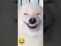 Cheesy Dogs