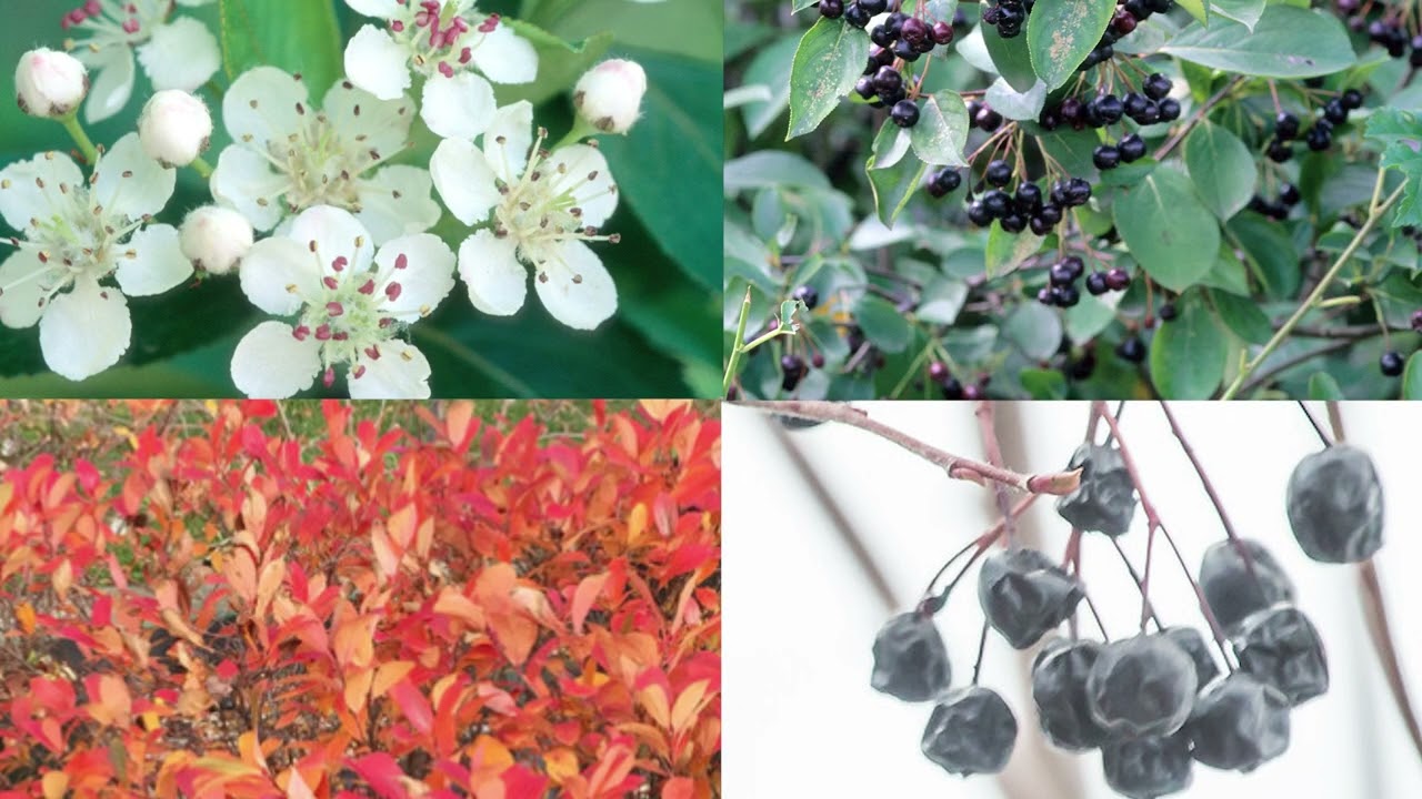 Black Chokeberry Plant Profile