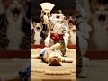 ミニチュア猫🐈本気の相撲勝負🪭🐾Miniature cats 🐈 Serious sumo match #cat #asmr #sumo #猫動画 #shorts