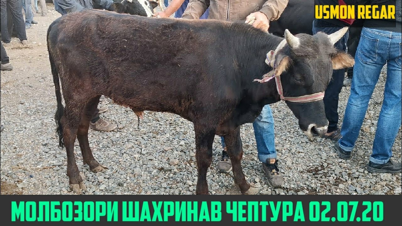 Уз камаз нархи олх