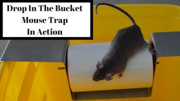 Drop In The Bucket Mouse Trap In Action With Motion Cameras. Mousetrap Monday