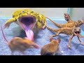 Angry tree lizard with bullfrog and mouse asian bullfrog live feeding