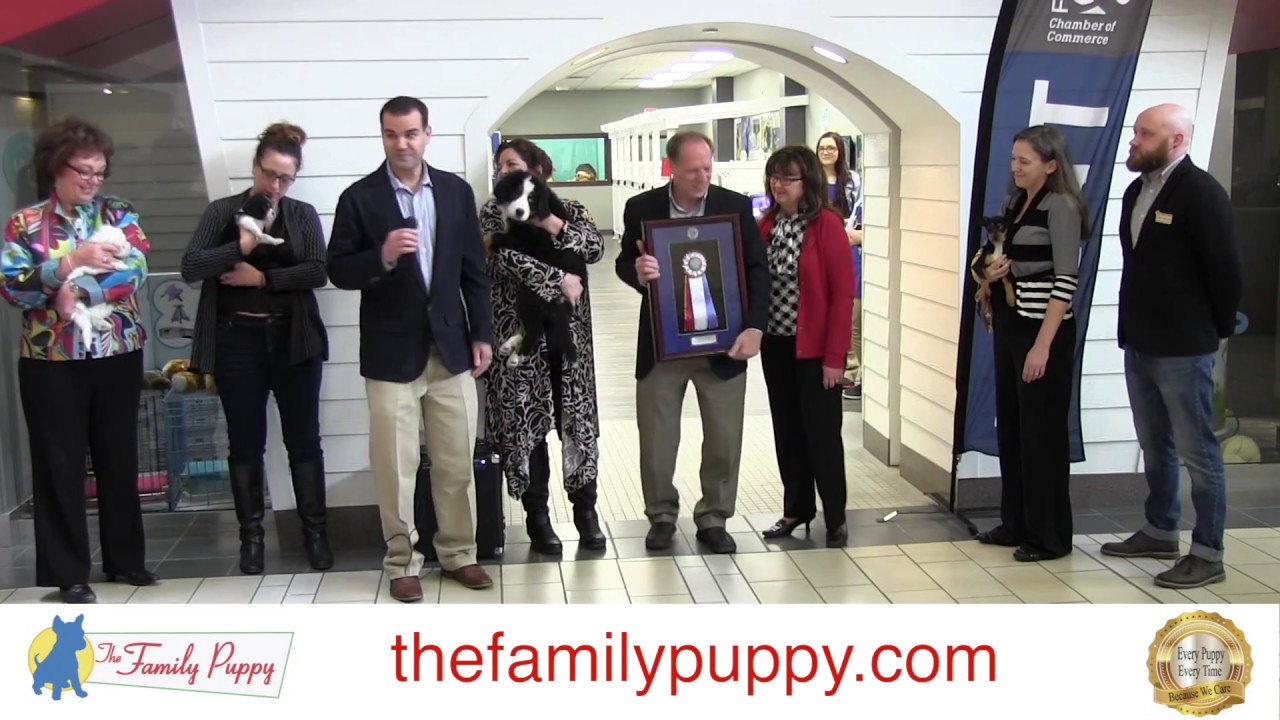 the family puppy the family puppy