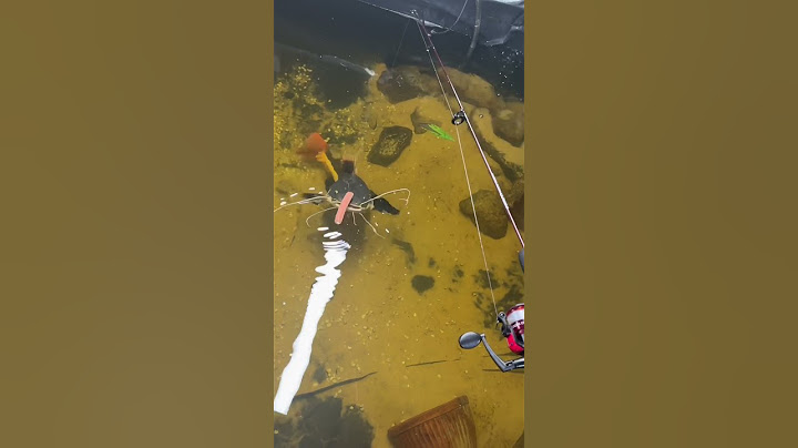 Fishing for GIANT Redtail Catfish!