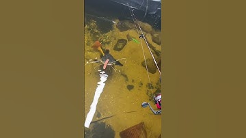 Fishing for GIANT Redtail Catfish!