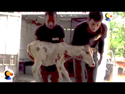 Baby Cow Hit