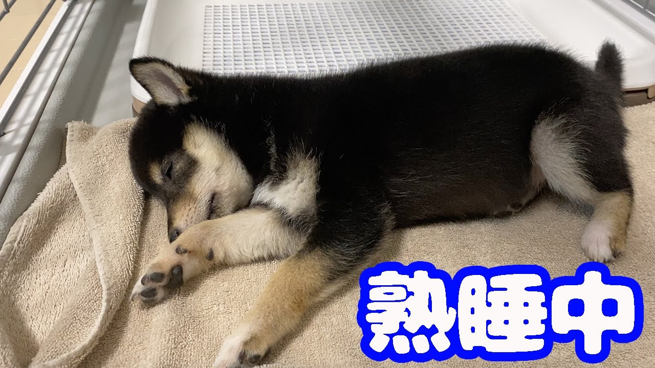 夢を見て動く黒豆柴の子犬ちゃん【柴犬】 YouTube