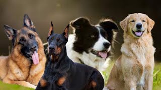 Uncover the Top 10 Smartest Dog Breeds