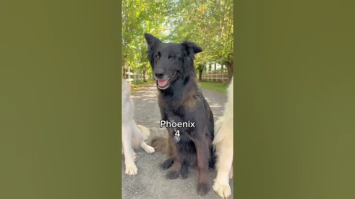 Are you the oldest, middle, or youngest sibling?? 🤔 No matter how old these puppies get, they’ll a