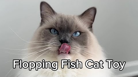 Trying out the Viral Flopping Fish Cat Toy on Amazon