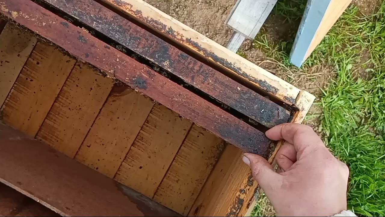 Cambio de cajón de cría de reinas, a cámara de cría