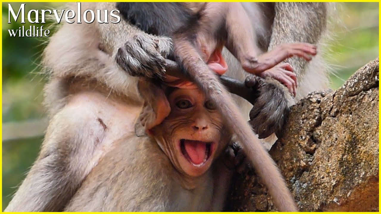 New updating of Jane monkey family | Beautiful wildlife monkey 